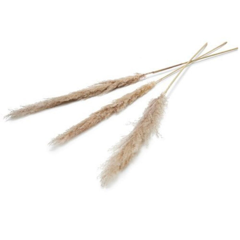 Pampas Kunstbloem 150 Cm Set Van 3 Naturel